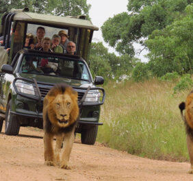 Kruger National Park...