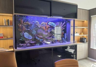 Custom Aquariums